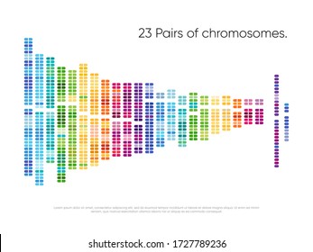 Chromosomes pairs. Structure of DNA genome sequence map. 23 human pairs of chromosomes vector illustration. Biochemistry and biotechnology industry. Genetic sequencing abstract data visualization