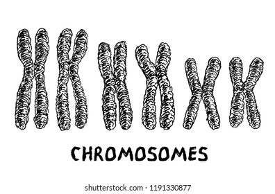 Chromosomes vector. Set of chromosomes vector sketch style.