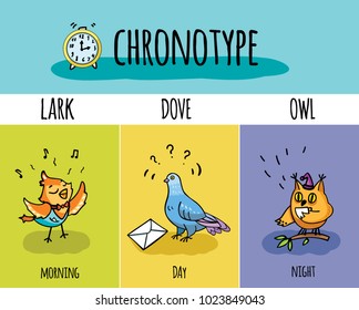 Chronotype Of People. Biorhythm. Lark, Pigeon, Owl. Day And Night Activity. 