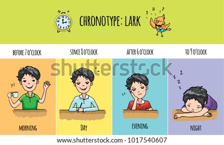 Chronotype of people: lark. Typical of the person's daily activity. Daily regime of skylark. Vector illustration of laverock chronotype. Early morning bird people.

