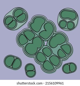 Chroococcus is a genus of cyanobacteria or blue-green algae belonging to the family Chroococcaceae.