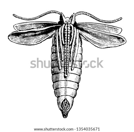 Chrysalis of the Large Tortoise Shell Butterfly which is then resting on the thorax vintage line drawing or engraving illustration.