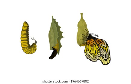 Chrysalis or Nympha as Pupal Stage of Butterfly Development Vector Set