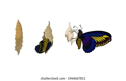 Chrysalis or Nympha as Pupal Stage of Butterfly Development Vector Set