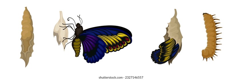 Chrysalis or Nympha as Pupal Stage of Butterfly Development Vector Set