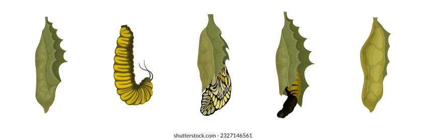 Chrysalis or Nympha as Pupal Stage of Butterfly Development Vector Set