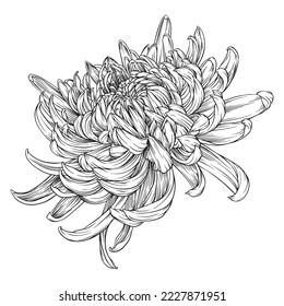 chrysantemum linear drawing vector stylized