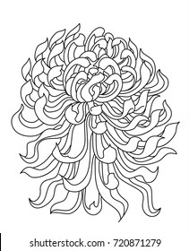 Chrysanth or Chrysanthemum vector illustration isolate on white background.tattoo style.Traditional Japanese culture for printing and coloring book on background.
