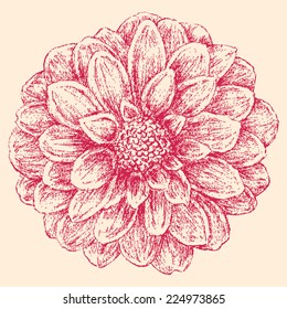 chrysanthemum