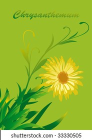 chrysanthemum