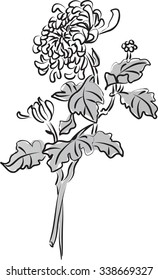 Chrysanthemum