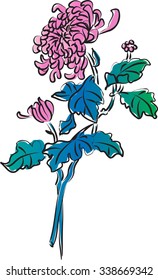 Chrysanthemum