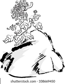 Chrysanthemum
