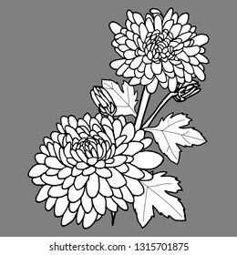 chrysanthemum in black and white. You can paint anything you like. Hand-drawn