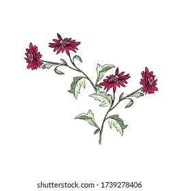 Chrysanthemum branch  pattern.Vector.Image on white and color background.