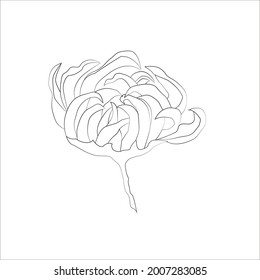 Chrysanthemum bud on a white background. Black and white image for textiles, patterns, tattoos, postcards. Stock vector illustration.