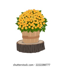 Chrysanthemum bush in wooden pot. Autumn decor vector illustration