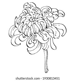 Chrysanthemum by hand drawing. Floral tattoo highly detailed in line art style. Flower tattoo concept. Black and white clip art isolated on white background. Antique vintage engraving illustration.