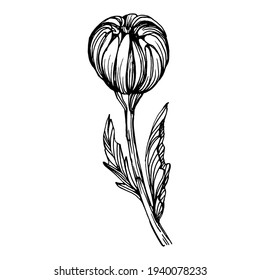 Chrysanthemum by hand drawing. Floral tattoo highly detailed in line art style. Flower tattoo concept. Black and white clip art isolated on white background. Antique vintage engraving illustration.