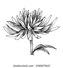 Chrysanthemum by hand drawing. Floral tattoo highly detailed in line art style. Flower tattoo concept. Black and white clip art isolated on white background. Antique vintage engraving illustration.