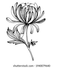 24,836 Chrysanthemum flower drawing Images, Stock Photos & Vectors ...