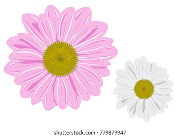 Chrysanthemum or chamomile on white isolated background. Vector illustration