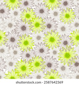 Chrysanthemum cute vector seamless pattern. Rudbeckia daisy blossom with transparent petals. Creative garden flowerheads textile print. Subtle botanical rapport.
