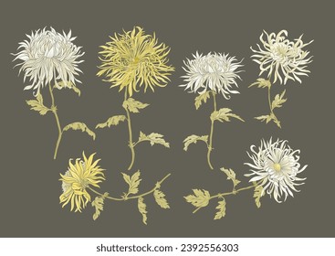 Chrysanthemum decorative flowers and leaves in art nouveau style, vintage, old, retro style. Clip art, set of elements for design. Vector illustration