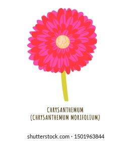 Chrysanthemum flat vector botanical illustration. Hand drawing of exotic, tropical flower. Isolated plant clipart with typography. Icon, logo design element for florist shop business 