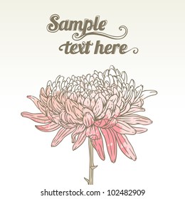 Chrysanthemum floral greeting card. Abstract romantic vector background.