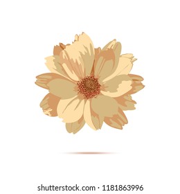 Chrysanthemum flowe. Vector floral illustration with isolated yellow plants. Golden-daisy. Dried flowers 