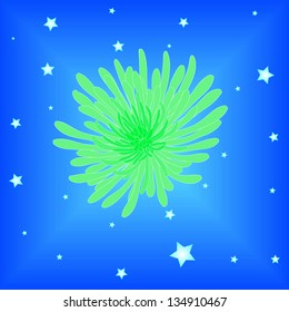 Chrysanthemum flower.