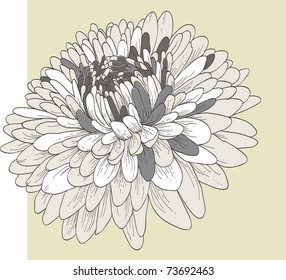 Chrysanthemum flower