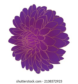 Chrysanthemum Flower. Beautiful Purple Flower With Golden Outline. Doodle Vector Illustration.