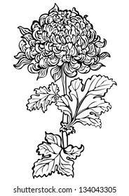 Chrysanthemum flower , black and white
