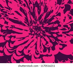 Chrysanthemum flower blossom, petals close up on pink background, graphical vector illustration