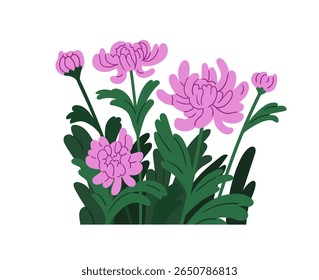 Flores de flores de crisântemo com folhas. Mostre exuberantes crisânticos japoneses crescendo. Belos botões de jardim floridos suaves, delicadas plantas de primavera. Ilustração de vetor plano isolada no plano de fundo branco