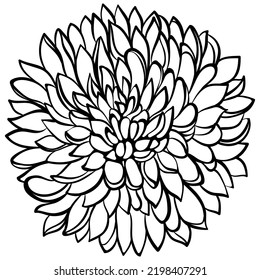 Chrysanthemum flower close up isolated on white. Vector illustration in sketch line art style. Hand drawn botanical drawings. Design for coloring book, greeting card, print, invitation.