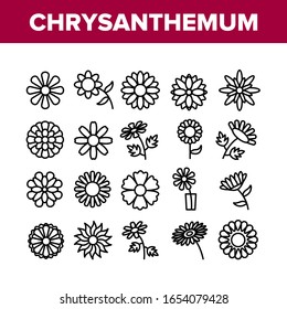 Chrysanthemum Flower Collection Icons Set Vector. Flowering Chrysanthemum, Blooming Daisy Marguerite In Glass Cup, Floral Plant Concept Linear Pictograms. Monochrome Contour Illustrations