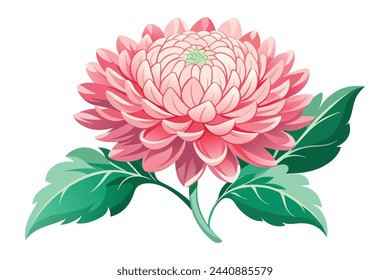 
Ilustración plana del vector de la flor del crisantemo sobre fondo blanco