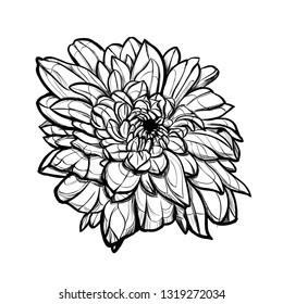 Chrysanthemum flower in graphics, sketch vector graphic monochrome illustration on white background