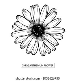 Chrysanthemum flower hand drawn, black isolated on white background. Vector illustration. Eps10
