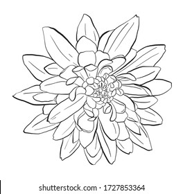 Chrysanthemumblume, handgezeichnete Vektorgrafiken