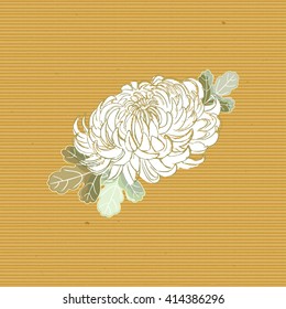 Chrysanthemum flower isolated. Object. Vector.