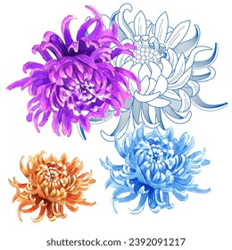 Chrysanthemum flower isolated on white background. Manual composition. Design for textile, wallpapers, Element for design, Greeting card.