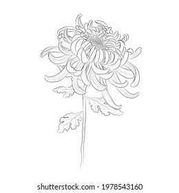 Chrysanthemum Flower. Line Drawing. Black And White Illustration. Vector.