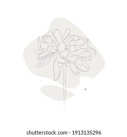 Chrysanthemum flower with modern geometric shape isolated on white background. Simple botanical print.