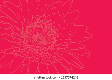 chrysanthemum flower on red background vector