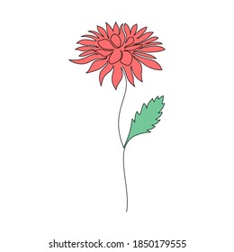  Chrysanthemum flower on white background. One line drawing style.