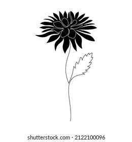 Chrysanthemum flower on white background. One line drawing style.
